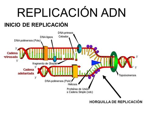replicacion del adn-4